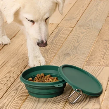 Beyaz bir köpek, tahta bir zeminde yanında kapağı olan, mama dolu yeşil katlanabilir bir mama kabına bakıyor.