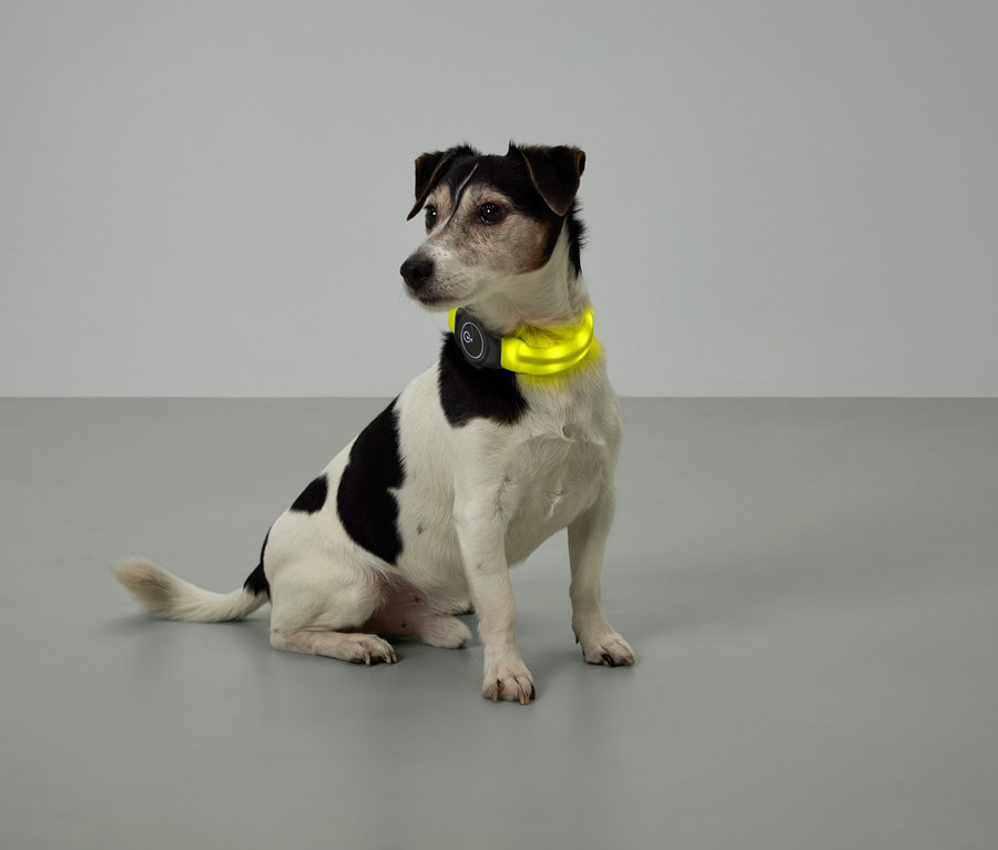 Siyah ve beyaz benekli, sarı bir tasmaya sahip oturan köpek.