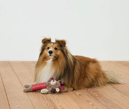 Kahverengi bir köpek, tahta bir zeminde bir oyuncakla birlikte yatıyor.