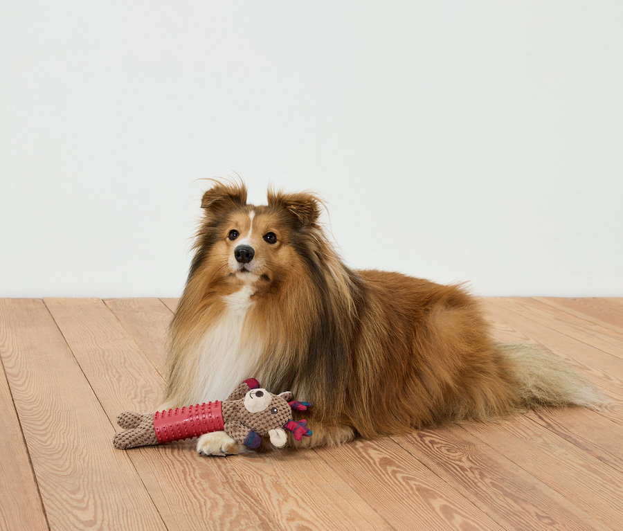 Kahverengi bir köpek, tahta bir zeminde bir oyuncakla birlikte yatıyor.