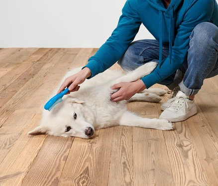 Mavi kapüşonlu ve kot pantolonlu adam, ahşap zeminde beyaz bir köpeği fırçalıyor.