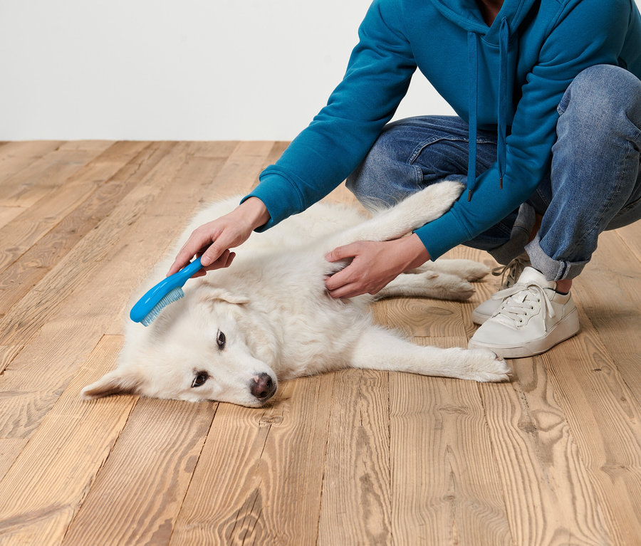 Mavi kapüşonlu ve kot pantolonlu adam, ahşap zeminde beyaz bir köpeği fırçalıyor.