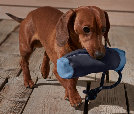 Daksil cinsi köpek ağzında mavi köpek ödül mamalı oyuncak taşıyor.