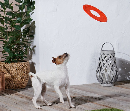 Bir köpek Köpek Frizbisine bakıyor.
