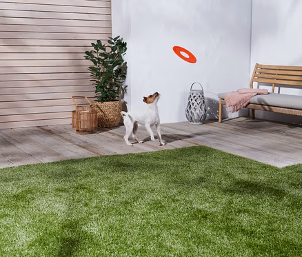 Bir köpek Köpek Frizbisine bakıyor.