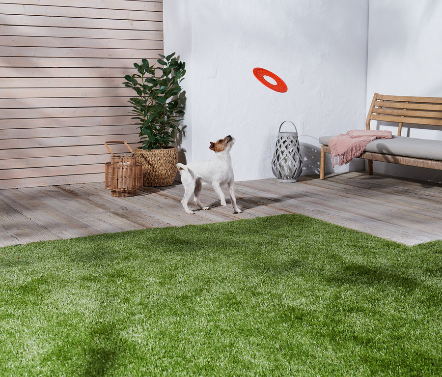 Bir köpek Köpek Frizbisine bakıyor.