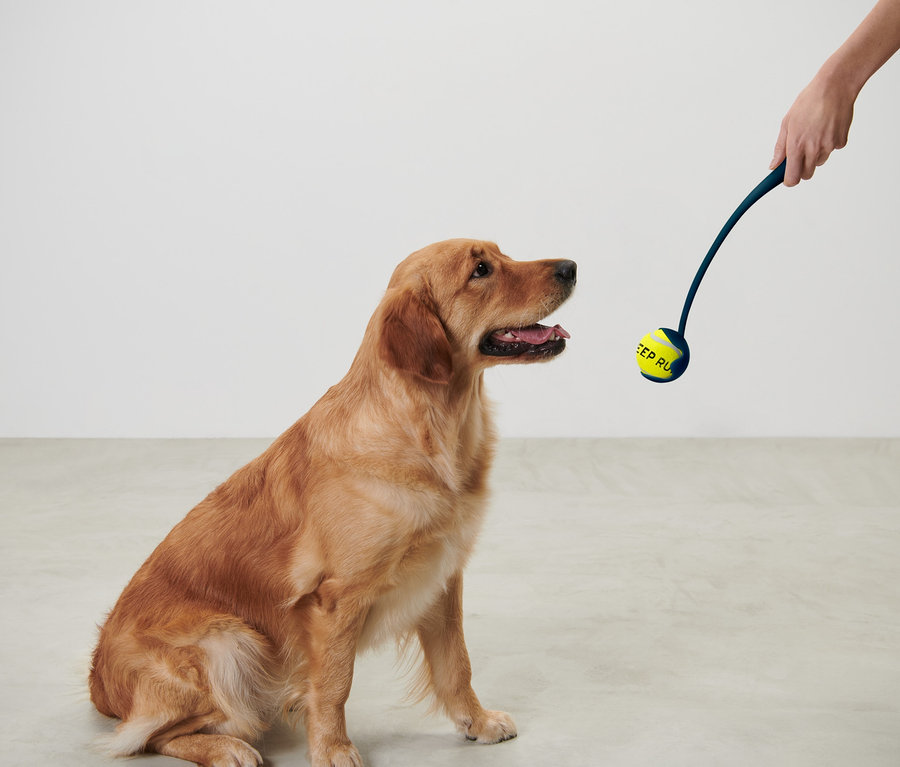 Golden retriever oturuyor ve top fırlatıcıya bakıyor.