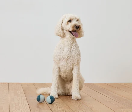 Bej rengi bir Goldendoodle, ahşap bir zeminde iki mavi-gri topun yanında oturuyor.