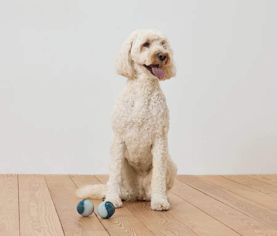 Bej rengi bir Goldendoodle, ahşap bir zeminde iki mavi-gri topun yanında oturuyor.