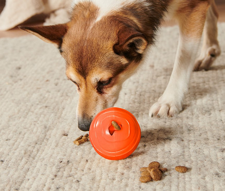 Köpek halıda duran turuncu renkli »Snackball« köpek oyuncağını kokluyor, etrafında mama parçaları var.