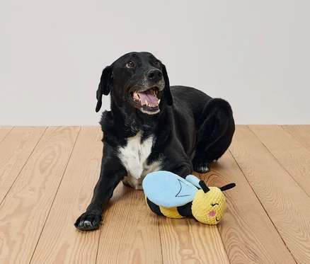 Siyah bir köpek, tahta bir zeminde arı şeklinde bir oyuncağın yanında yatıyor.