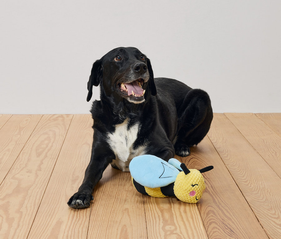 Siyah bir köpek, tahta bir zeminde arı şeklinde bir oyuncağın yanında yatıyor.