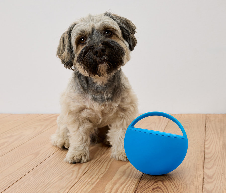 Açık kahverengi küçük bir köpek, ahşap bir zeminde mavi bir oyuncağın yanında oturuyor.