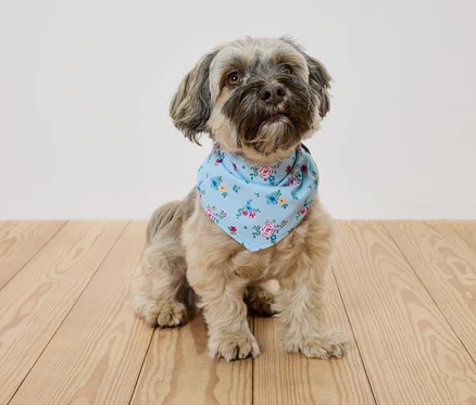 Küçük kahverengi bir köpek ahşap bir zeminde oturuyor ve çiçek desenli açık mavi bir bandana takıyor.