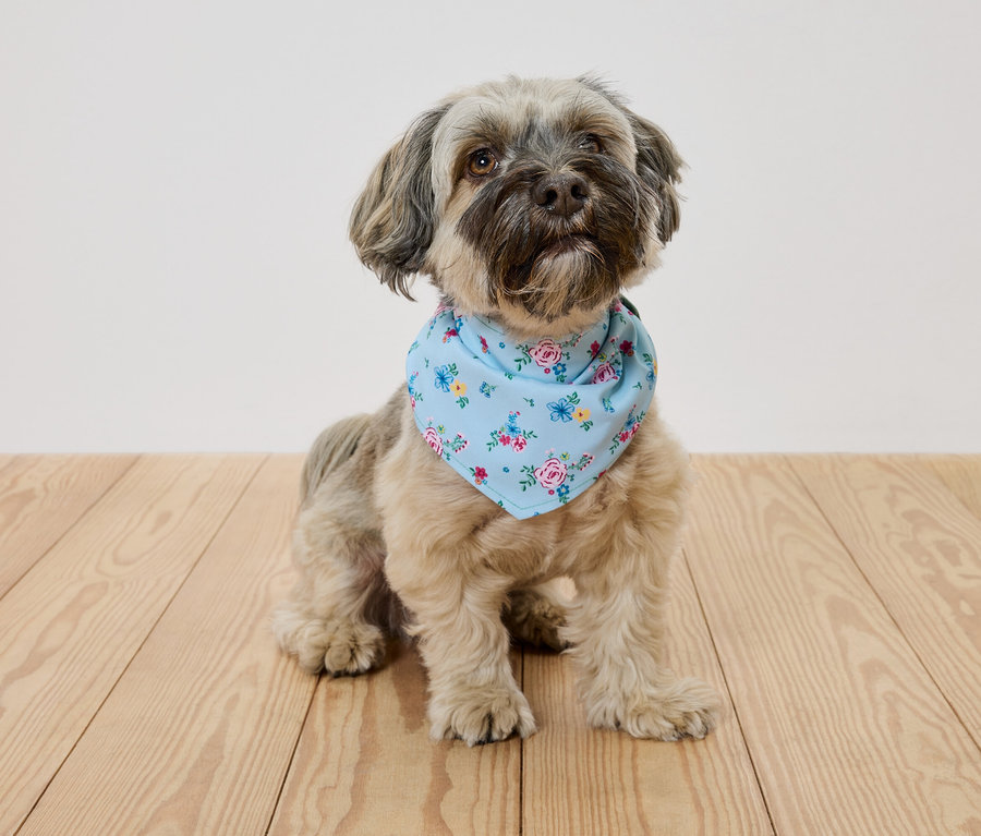 Küçük kahverengi bir köpek ahşap bir zeminde oturuyor ve çiçek desenli açık mavi bir bandana takıyor.