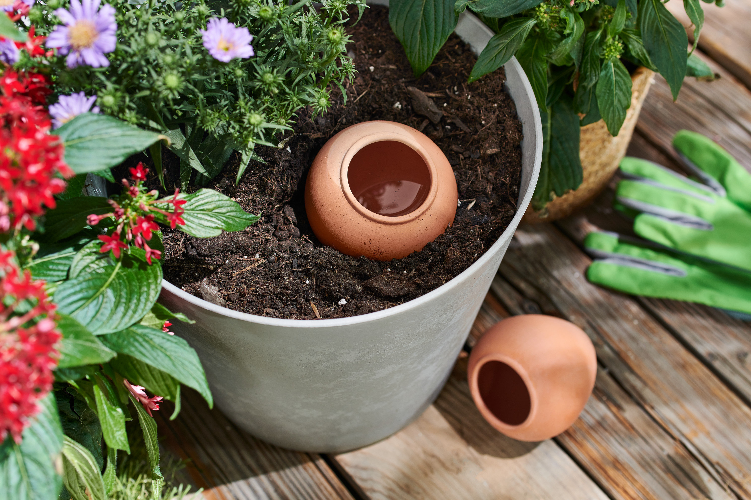 Bir kil bitki sulama yardımcısı bitkilerle dolu bir saksının içinde duruyor, bir diğeri ise saksının yanında duruyor.