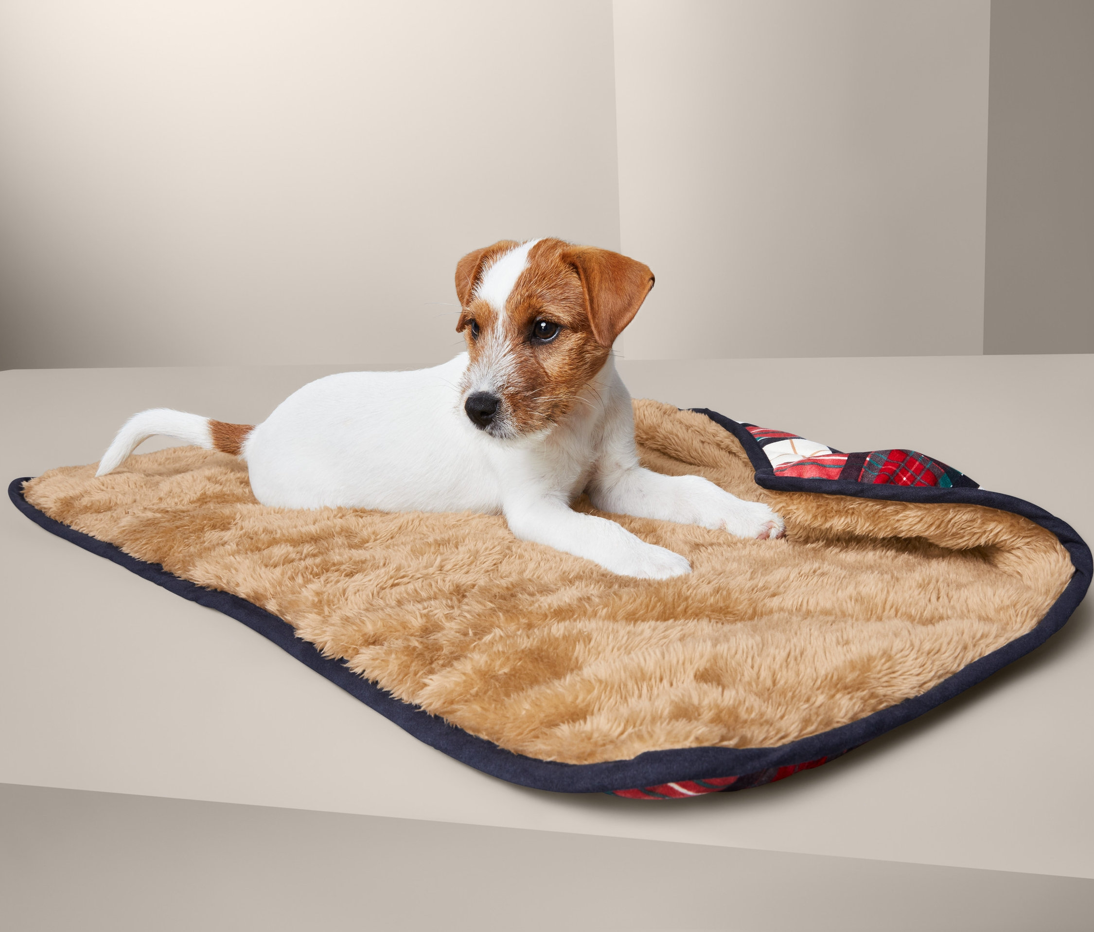 Jack Russell bir köpek battaniyesinin üzerinde yatıyor.