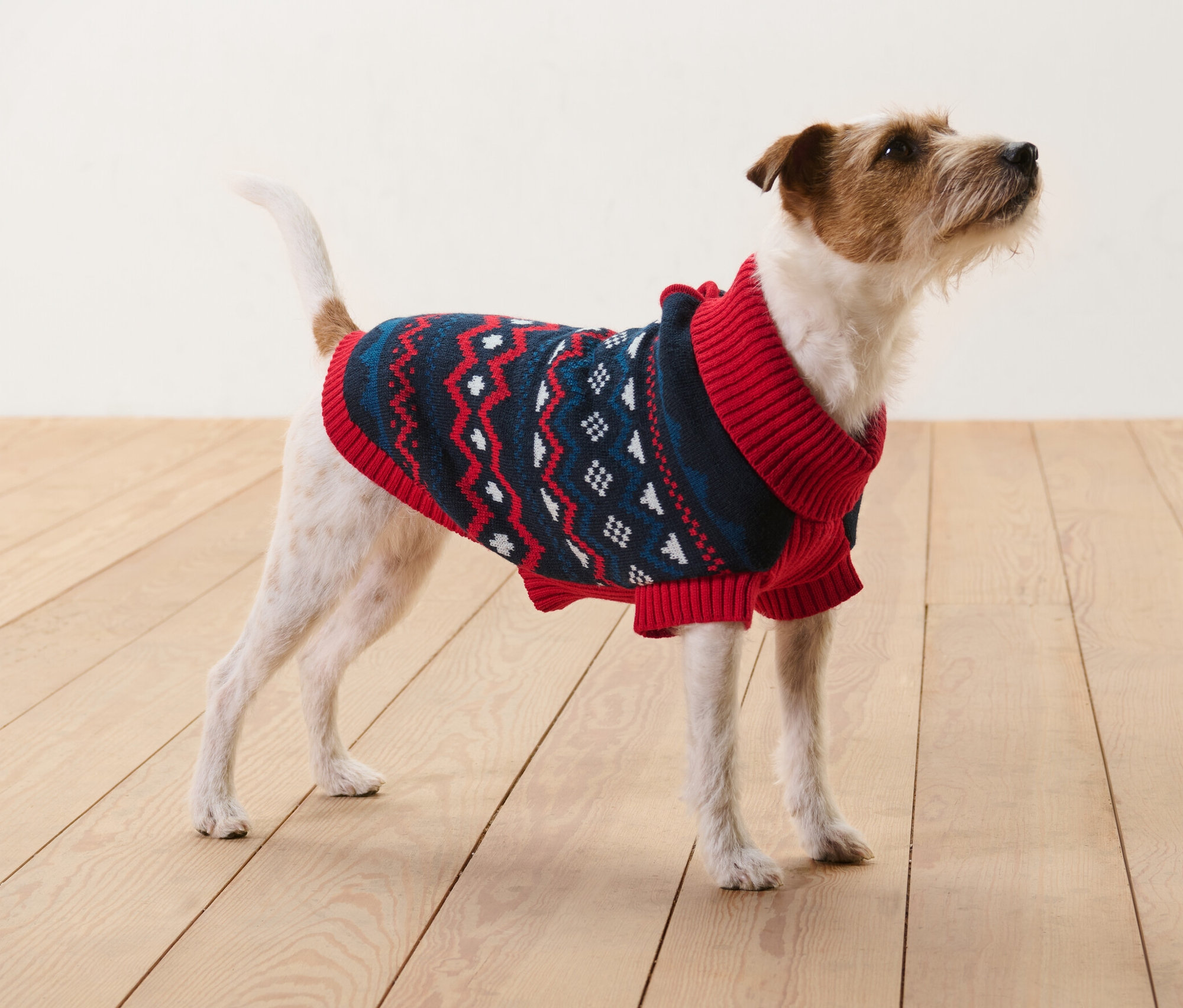 Kahverengi ve beyaz bir Jack Russell terrier, ahşap bir zeminde duruyor ve örgü bir köpek kazağı giyiyor.