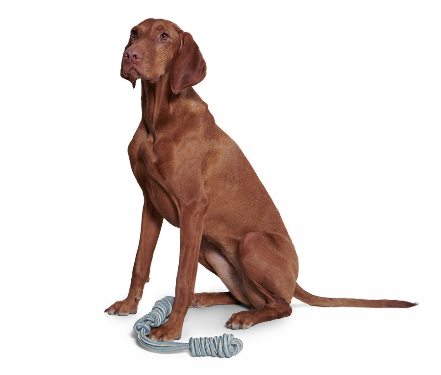 Kahverengi bir köpek, mavi bir Köpekler için Halat Oyuncak yanında oturuyor.