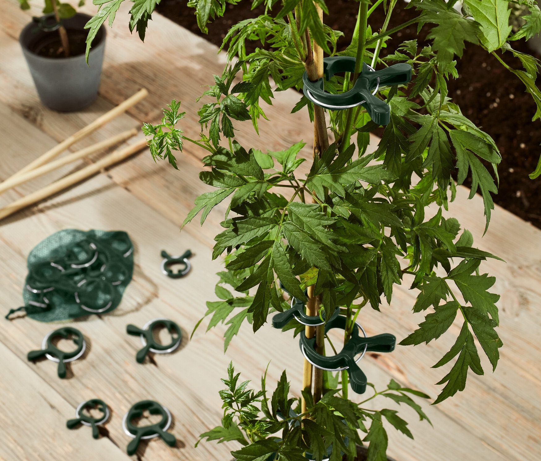 Saksıdaki yeşil bir bitki, 20 adet bitki mandalı ile bir dala tutturulmuştur.