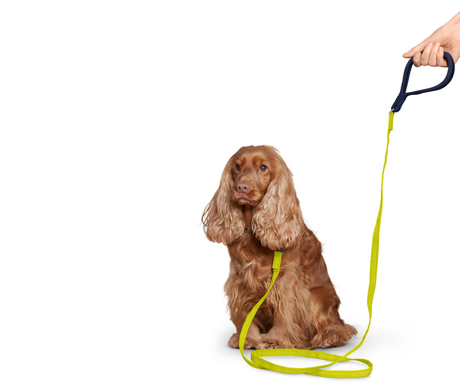 Kahverengi bir Cocker Spaniel, bir el tarafından tutulan neon yeşili bir tasma ile oturuyor.