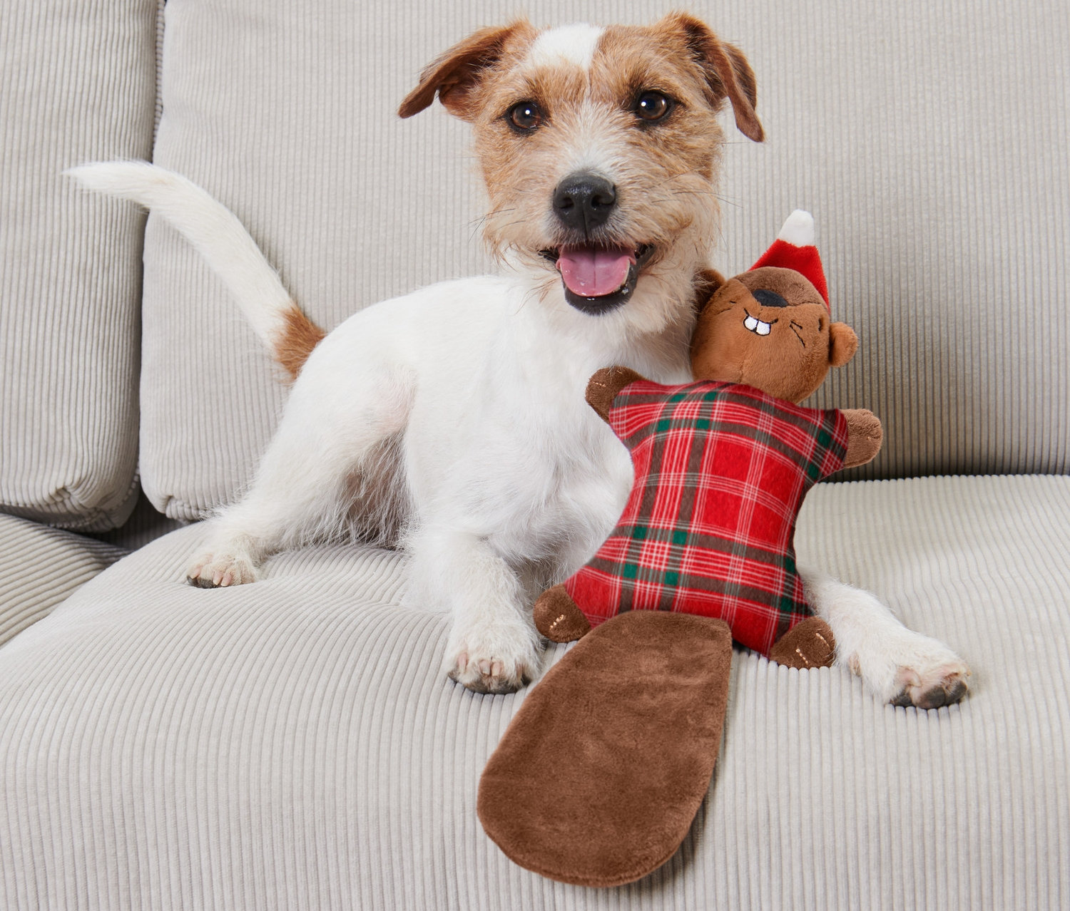 Köpek kanepede yatıyor ve bir Pelüş Köpek Oyuncağı »Sincap« tutuyor.