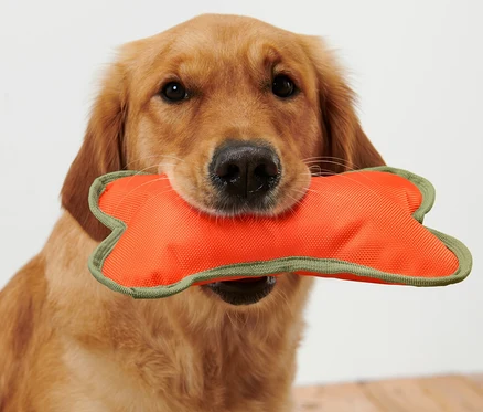 Golden Retriever, ağzında turuncu bir Köpek Oyuncağı »Kemik« tutuyor.