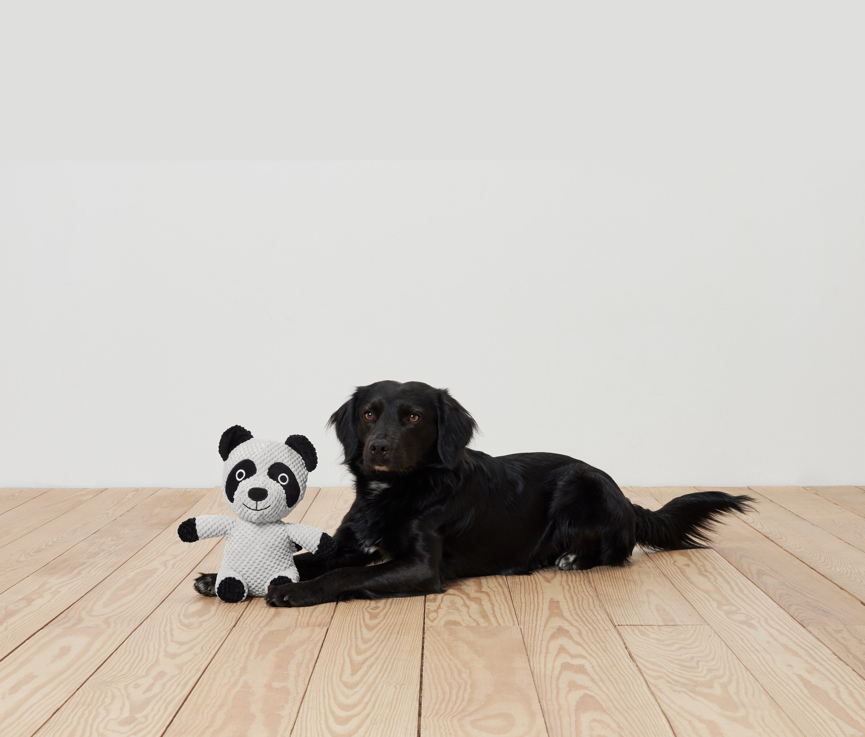 Siyah bir köpek, ahşap bir zeminde peluş bir pandanın yanında yatıyor.