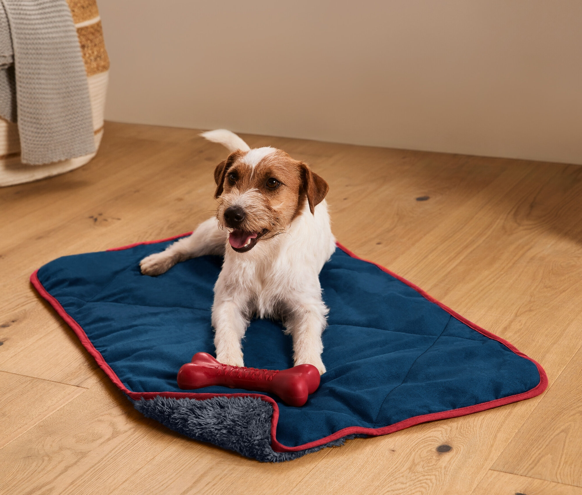 Jack Russell cinsi köpek, kırmızı bir kemikle köpek battaniyesinin üzerinde yatıyor.