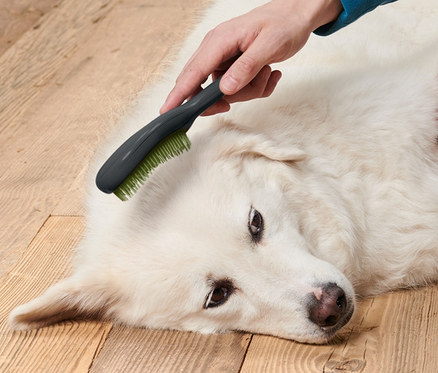 Bir kişi, ahşap bir zeminde yatan beyaz bir köpeğin tüylerini Hayvan Tüyü Fırçası ile tarıyor.