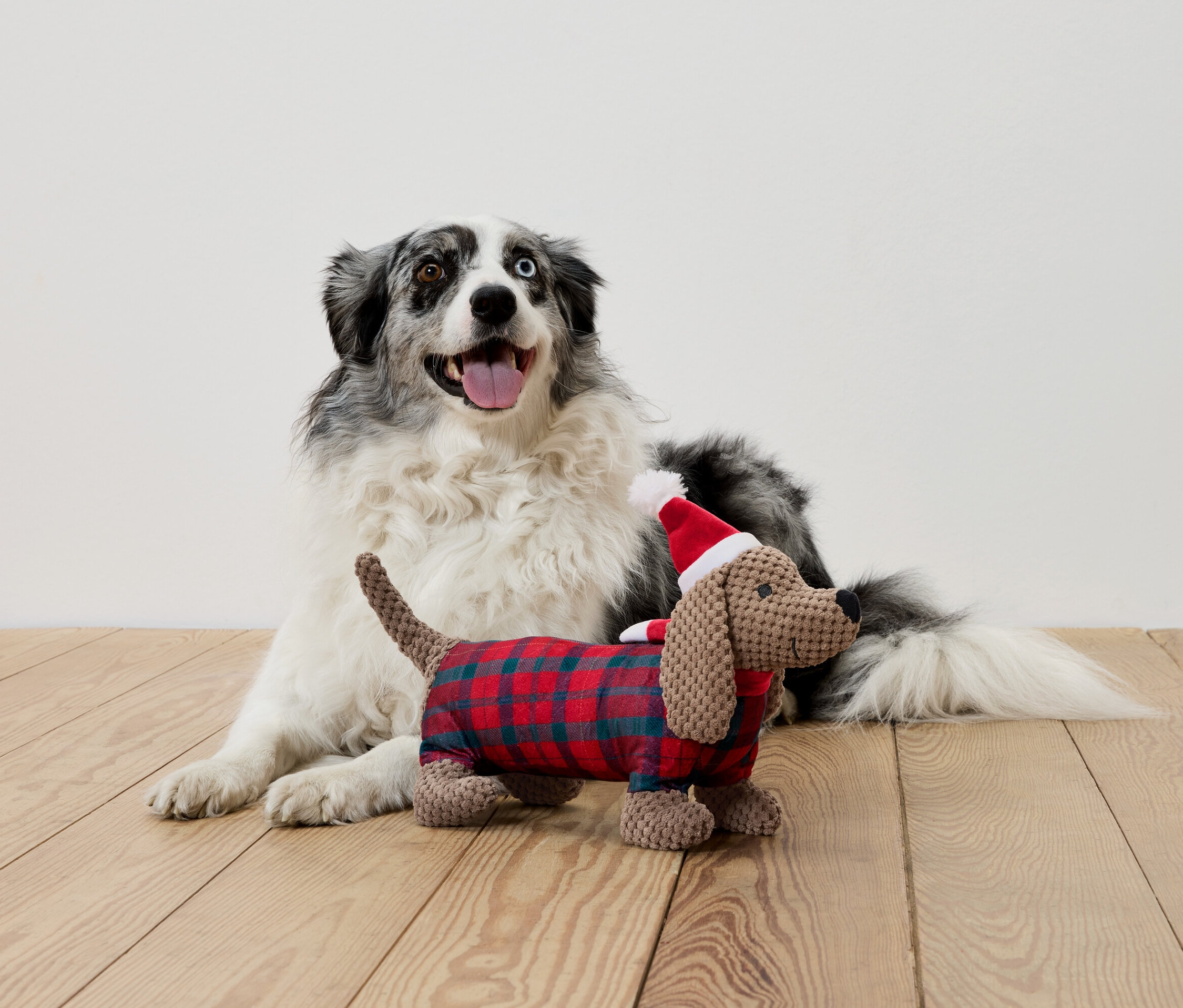 Farklı gözleri olan yatan köpek ve kıyafetli ve Noel Baba şapkalı peluş dachshund