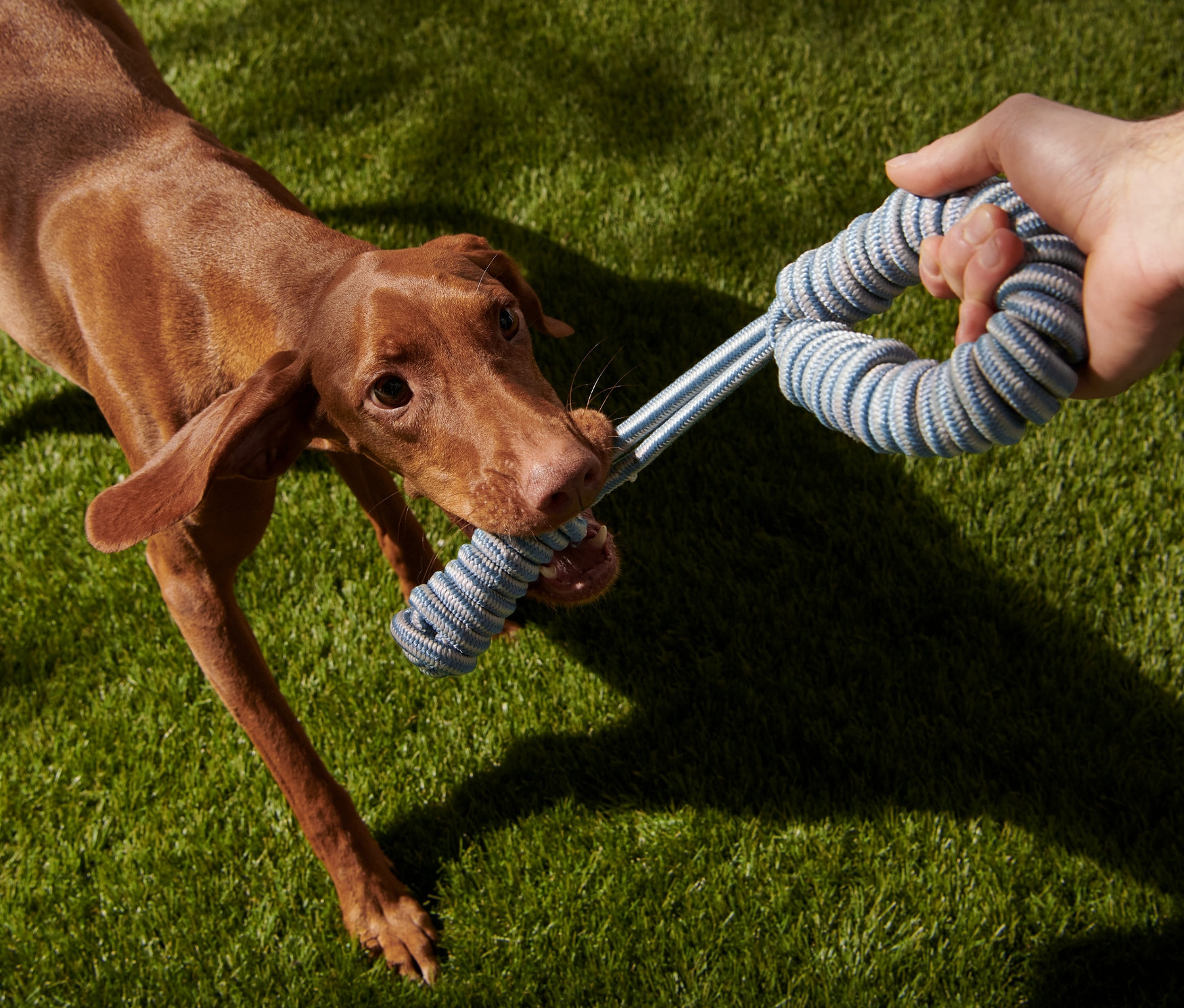 Köpek ağzında Köpekler için Halat Oyuncak tutuyor.
