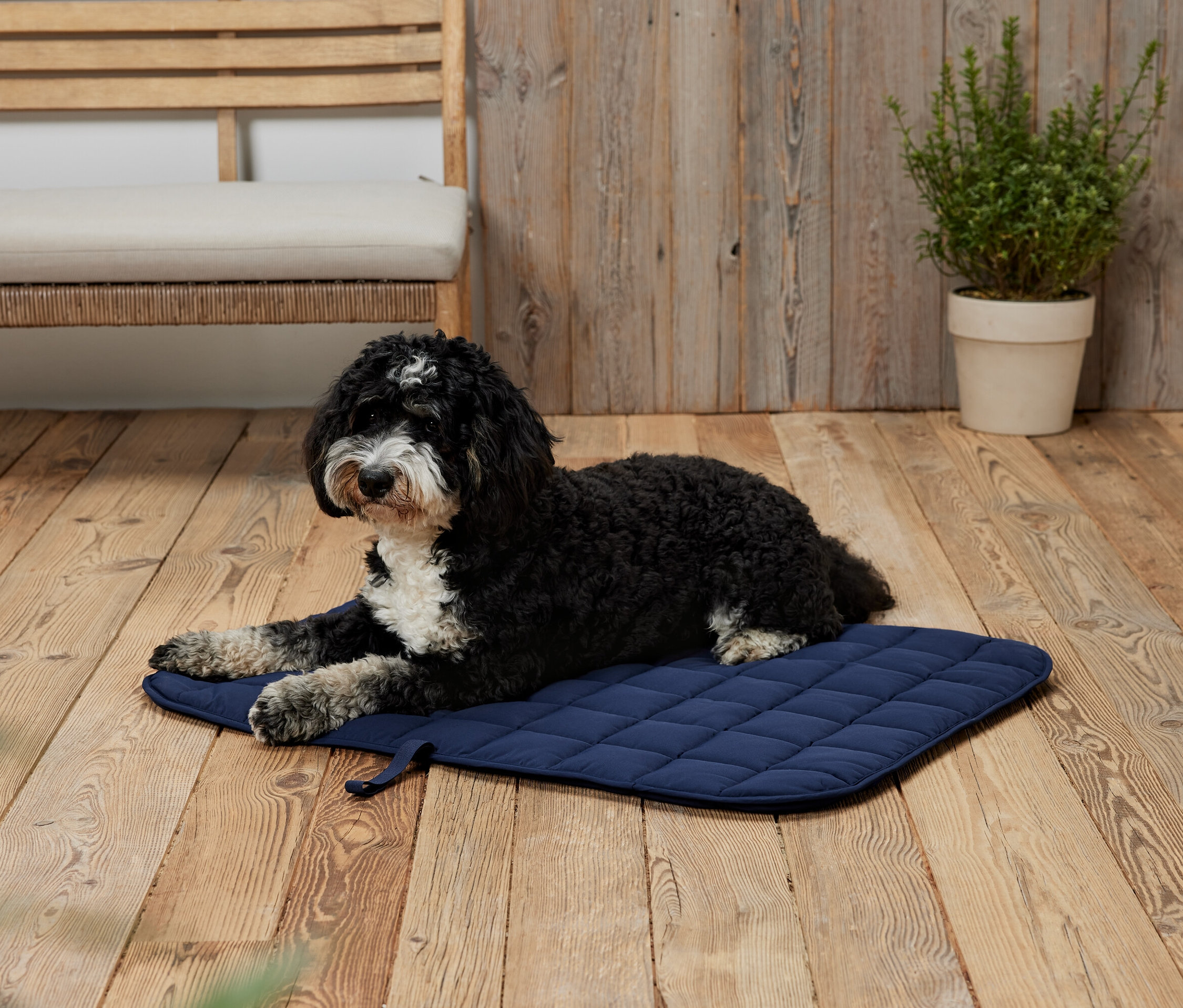 Siyah beyaz bir köpek, ahşap bir zeminde mavi bir minder üzerinde yatıyor.