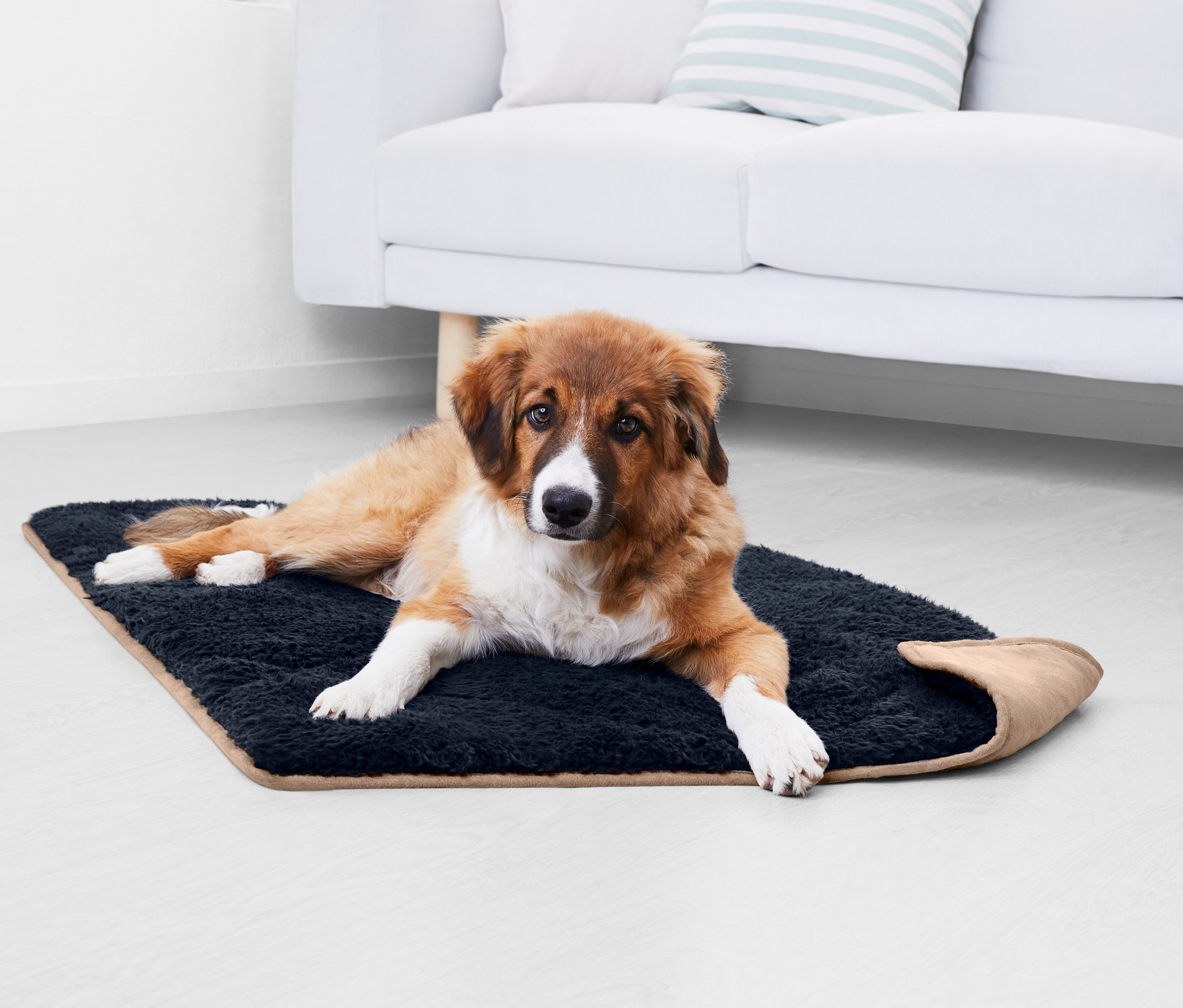 Köpek, köpek battaniyesi üzerinde yatıyor.