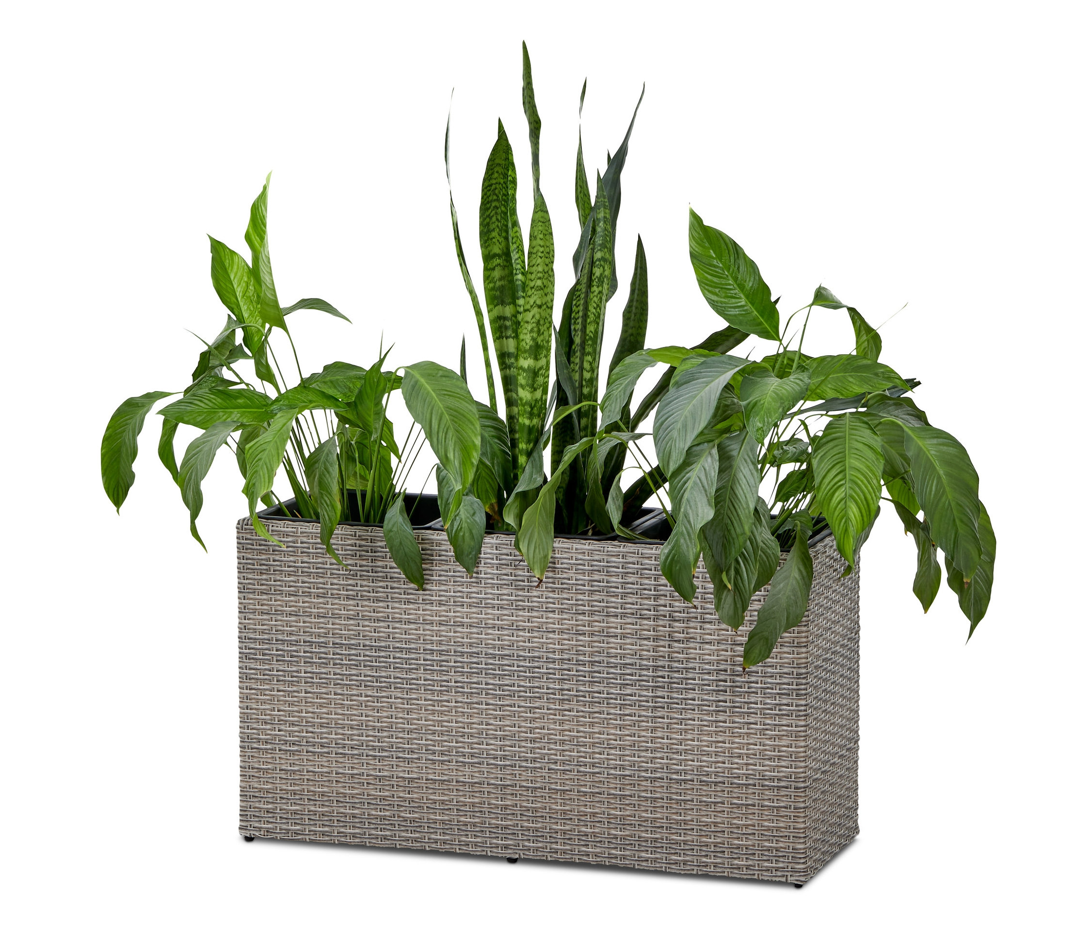 Büyük Çiçek Saksısı içinde yeşil bitkiler. 