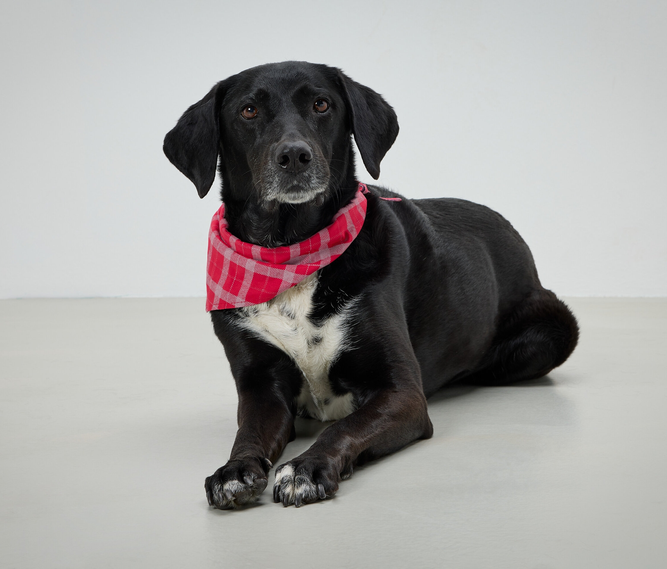 Kırmızı ekose bandanalı siyah köpek gri bir arka planda yatıyor.