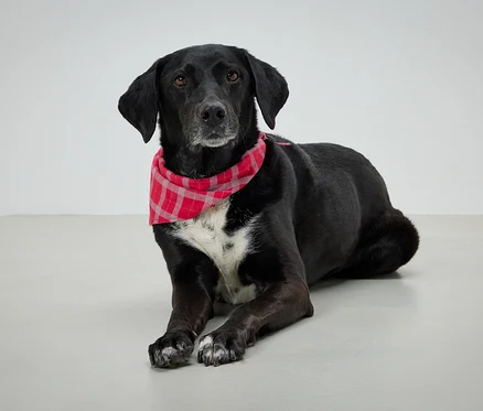 Kırmızı ekose bandanalı siyah köpek gri bir arka planda yatıyor.