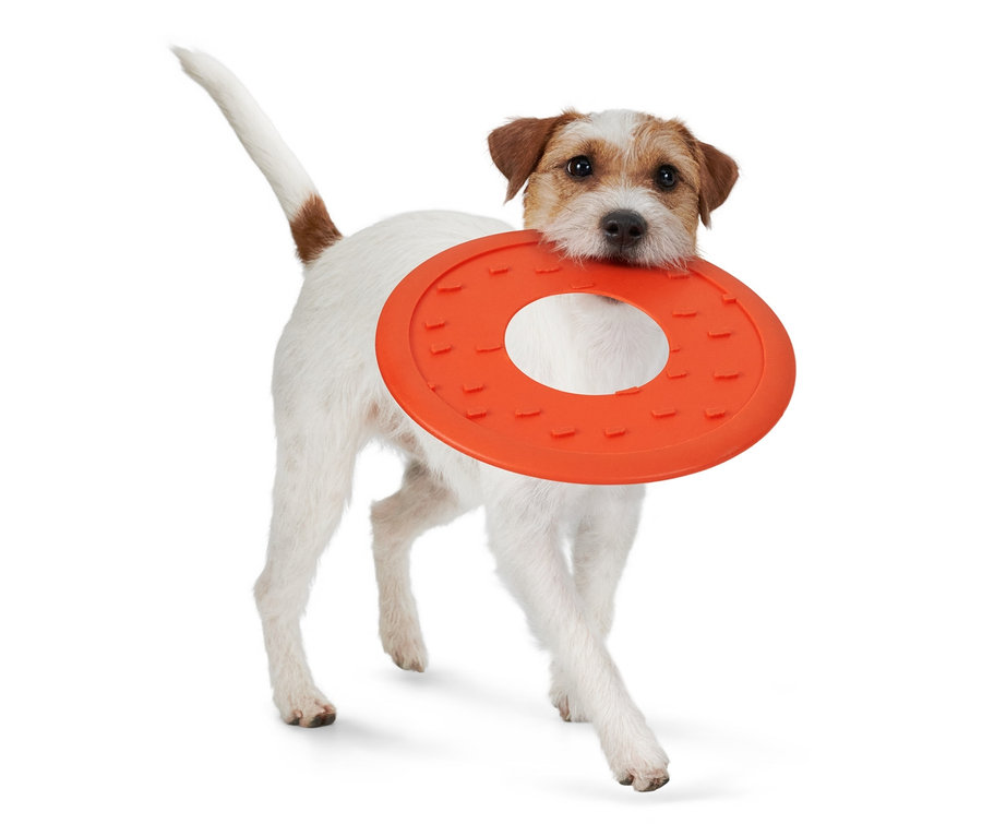 Beyaz Jack Russell cinsi köpek ağzında turuncu köpek frizbisini taşıyor.