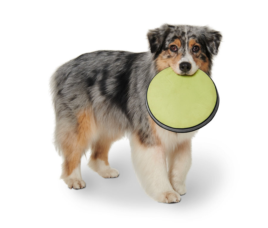 Avustralyalı çoban köpeği ağzında köpek frizbisi tutuyor.