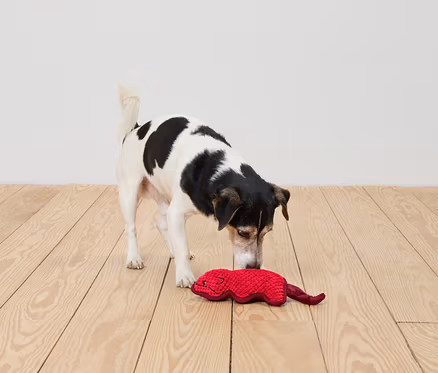 Köpek, ahşap zeminde kırmızı bir oyuncağı kokluyor.