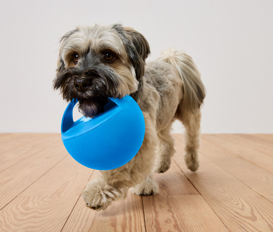 Küçük, tüylü bir köpek, tahta bir zeminde dururken ağzında sapı olan mavi bir top taşıyor.