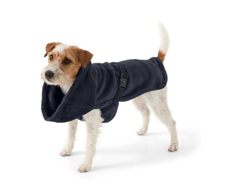 Jack Russell cinsi köpek beyaz bir arka planda duruyor ve üzerinde lacivert bir köpek bornozu var.