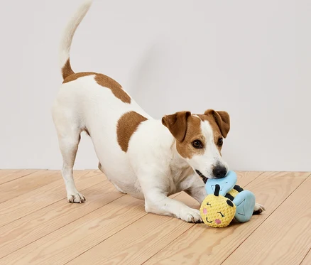 Bir Jack Russell Terrier, ahşap bir zeminde sarı ve mavi bir oyuncakla oynuyor.