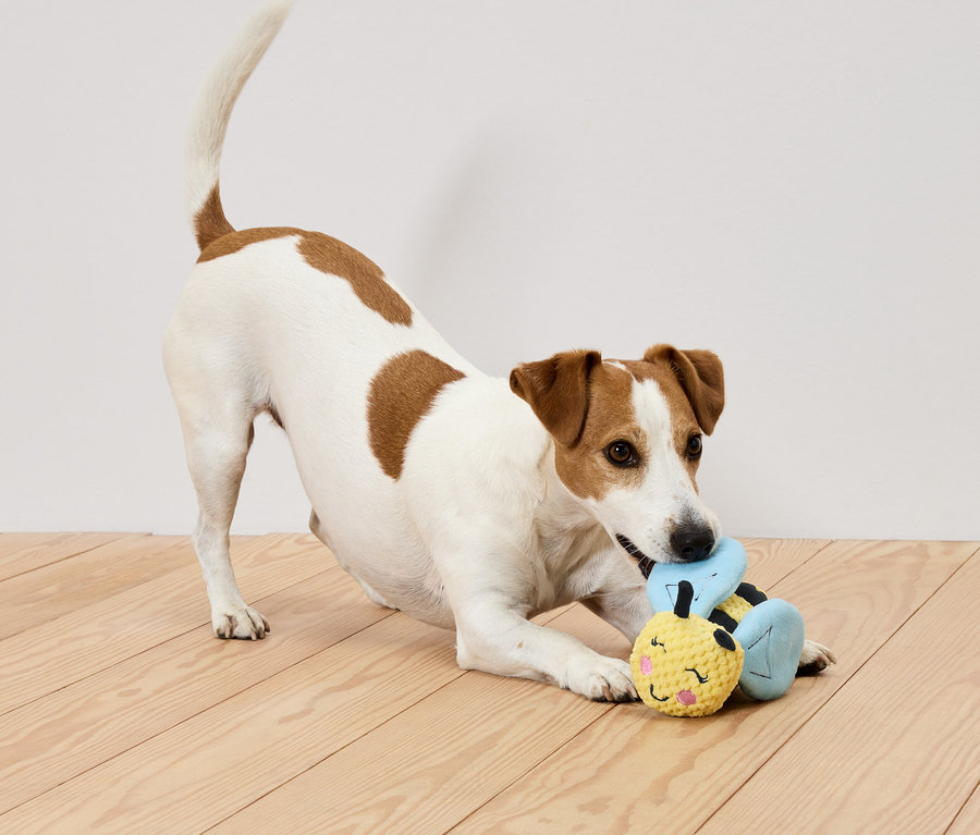Bir Jack Russell Terrier, ahşap bir zeminde sarı ve mavi bir oyuncakla oynuyor.
