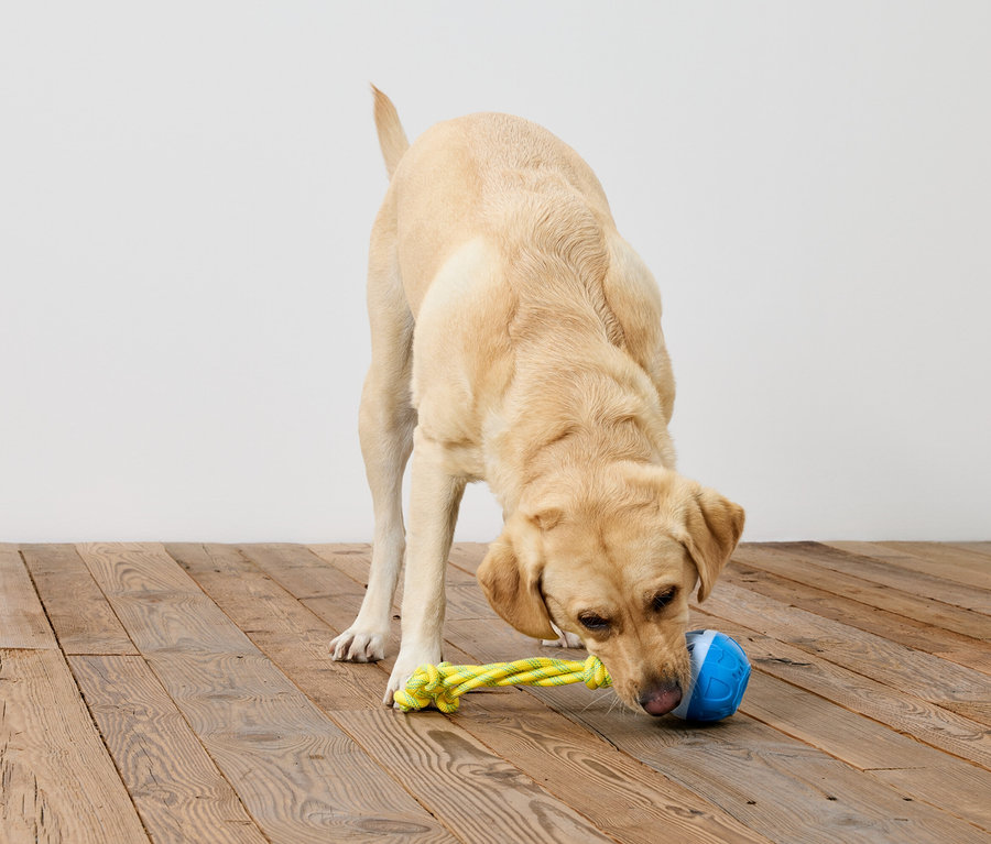 Altın sarısı bir Labrador Retriever, beyaz bir duvarın önünde, ahşap bir zeminde bulunan sarı ipli mavi bir topu kokluyor.