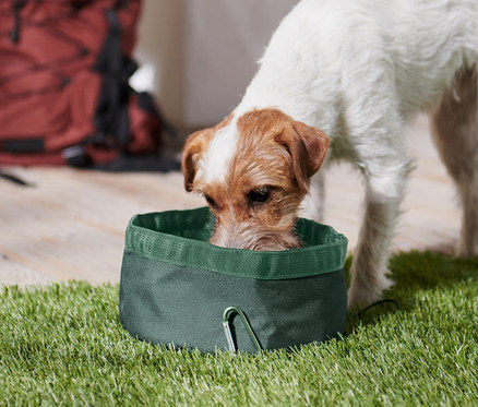 Bir köpek çimenlerin üzerinde koyu yeşil katlanabilir mama kabından su içiyor. Arka planda kahverengi bir sırt çantası var.