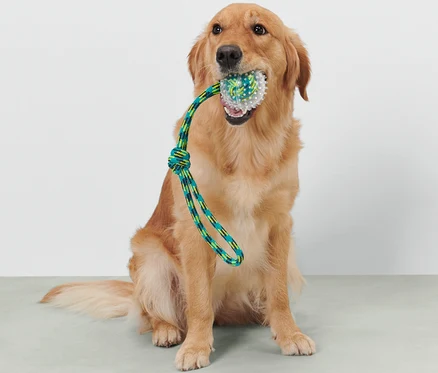 Golden cinsi köpek oturuyor ve ağzında bir Köpek Oyuncağı tutuyor.