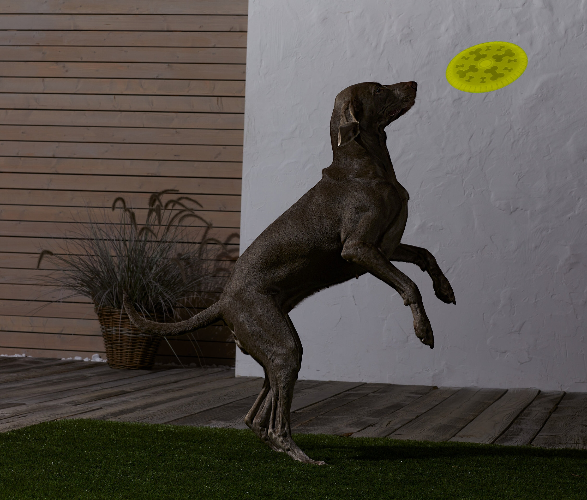 Kahverengi bir köpek zıplayıp sarı bir frizbi yakalıyor.