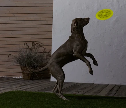Kahverengi bir köpek zıplayıp sarı bir frizbi yakalıyor.