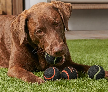 Kahverengi bir Labrador çimde yatıyor ve ağzında Köpekler için 4 Adet Top'tan birini tutuyor.